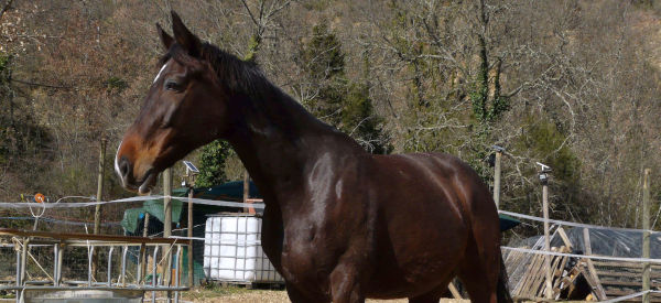 Butterfly Z, la mia prima cavalla da salto. Ha un carattere molto dolce.